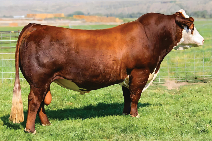 a red and white bull